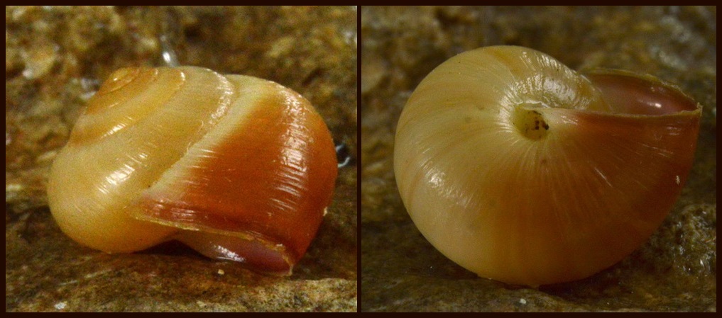 Monacha appenniniche del gruppo cantiana